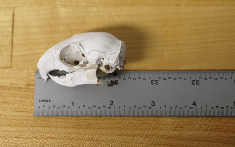 Squirrel skull actual size with ruler for reference